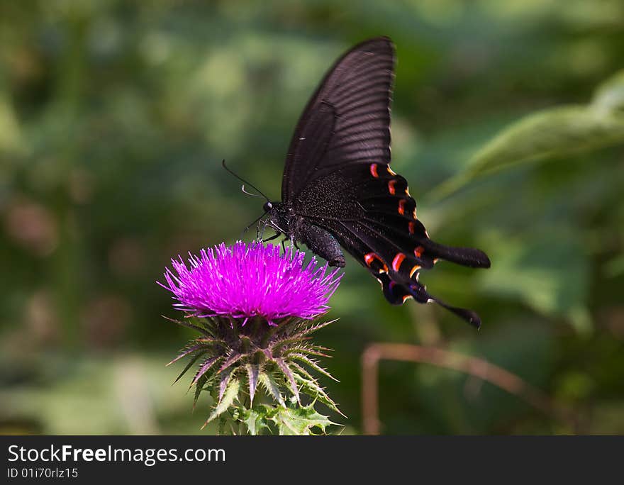 Papilio bianor Cramer