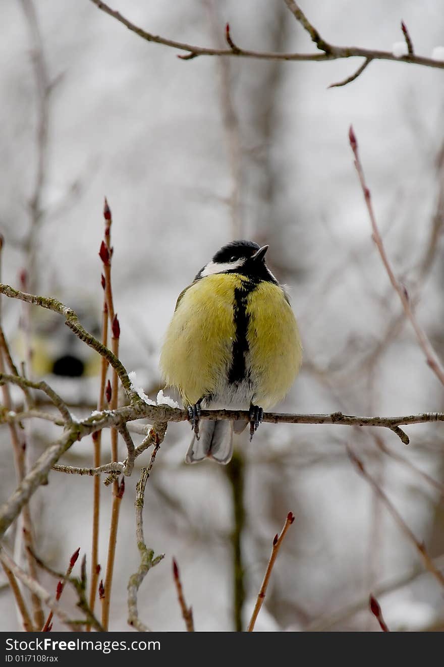 Little bird - titmouse on a branch