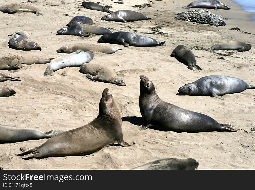 Elephant Seals In California