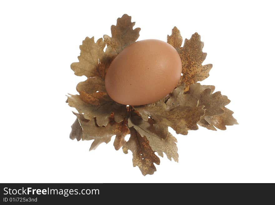 An egg on oak leaves against white background