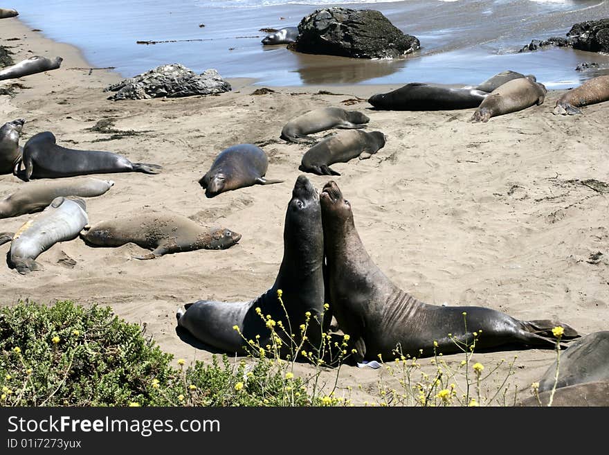 Elephant seals in California