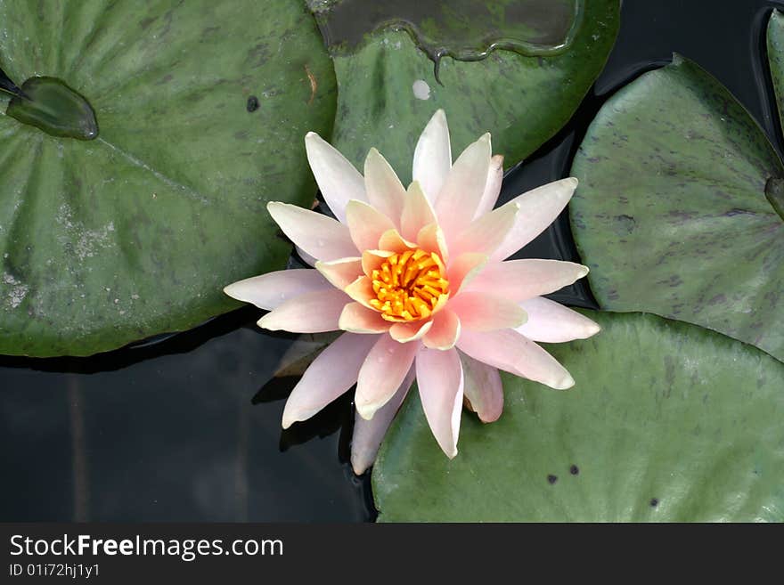 Water lily in a pond