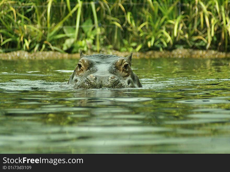 Large hippo looking into camera