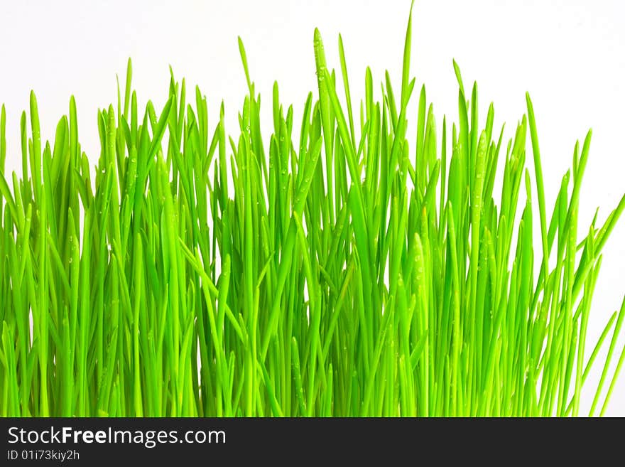 Green Grass