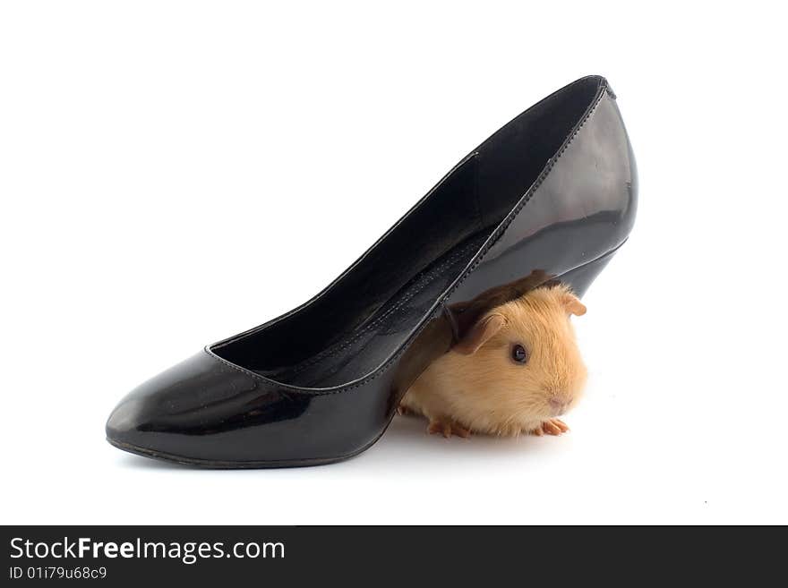 Guinea Pig Sitting Under A Slipper