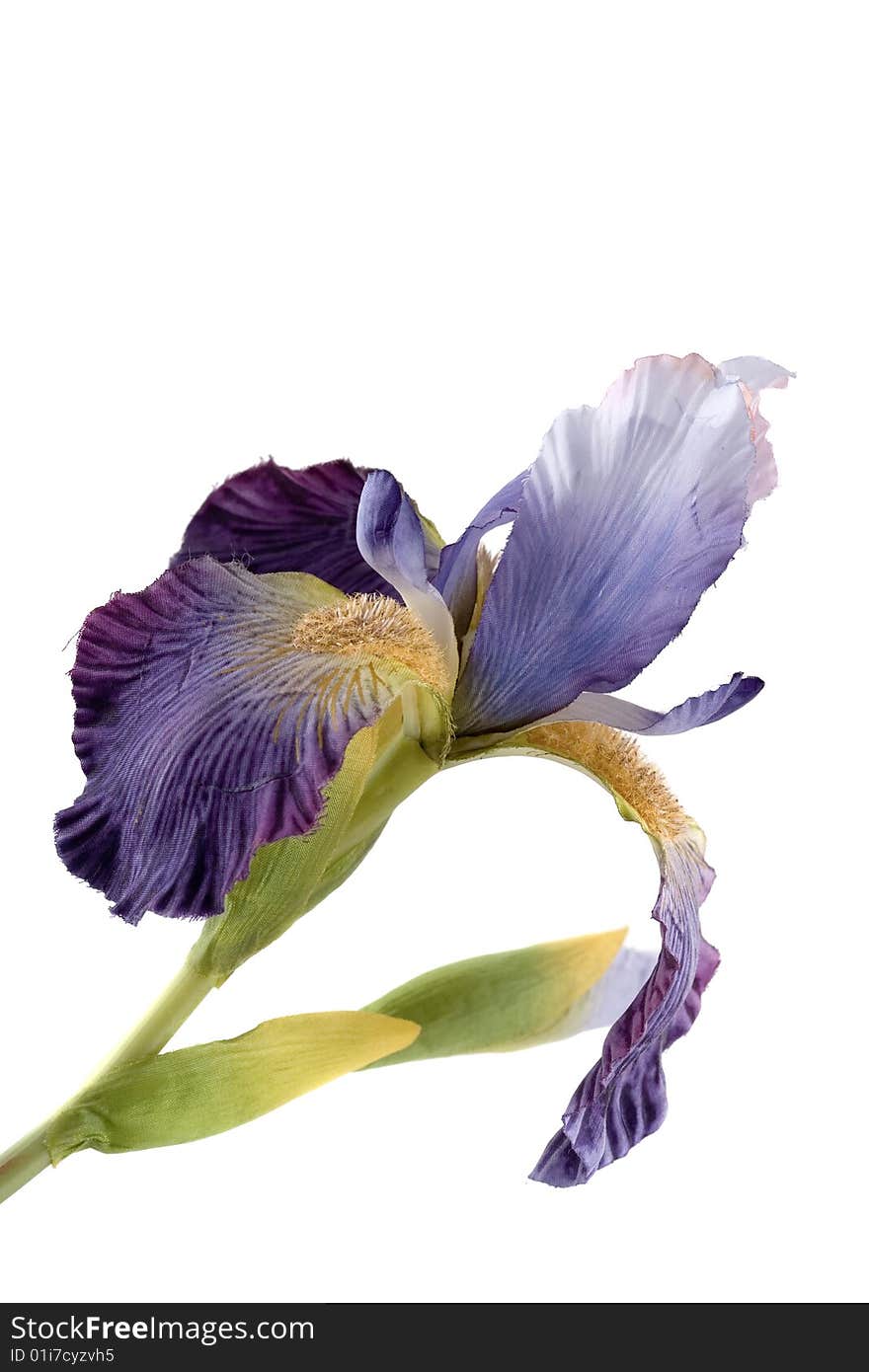 Artificial iris flower isolated on white