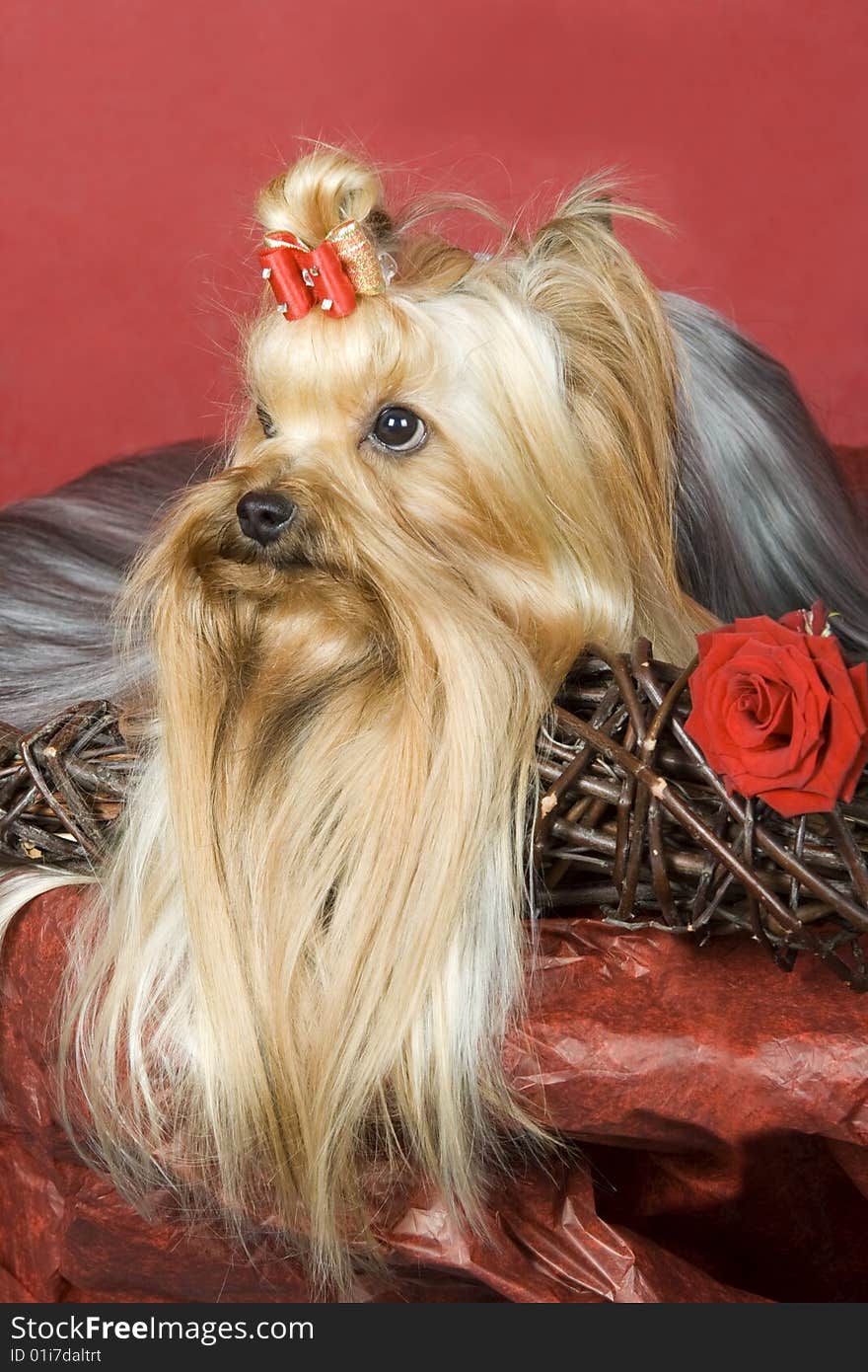 Yorkshire terrier on red background. Picture was taken in studio.