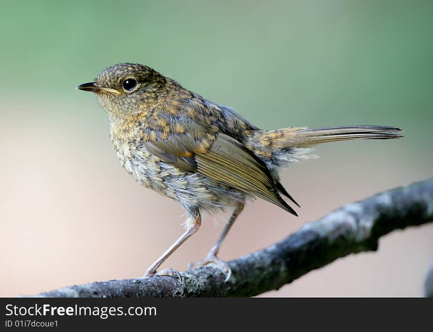 Young Robin