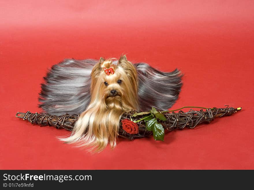 Yorkshire terrier on red background. Picture was taken in studio.