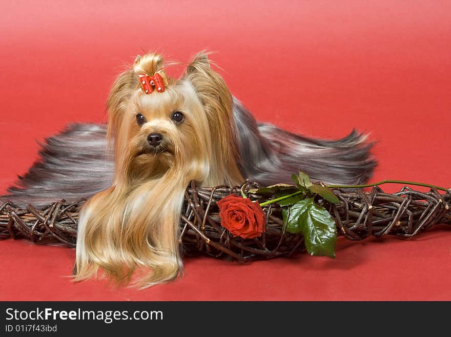 Yorkshire terrier on red background. Picture was taken in studio.