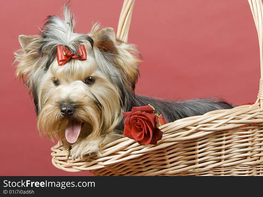 Yorkshire terrier on red background. Picture was taken in studio.