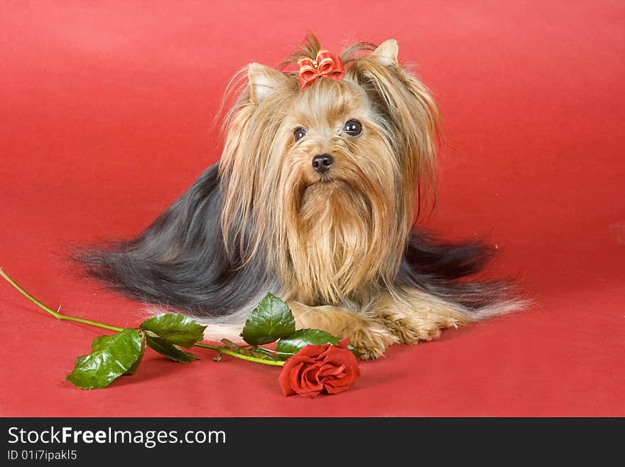 Yorkshire terrier on red background. Picture was taken in studio.