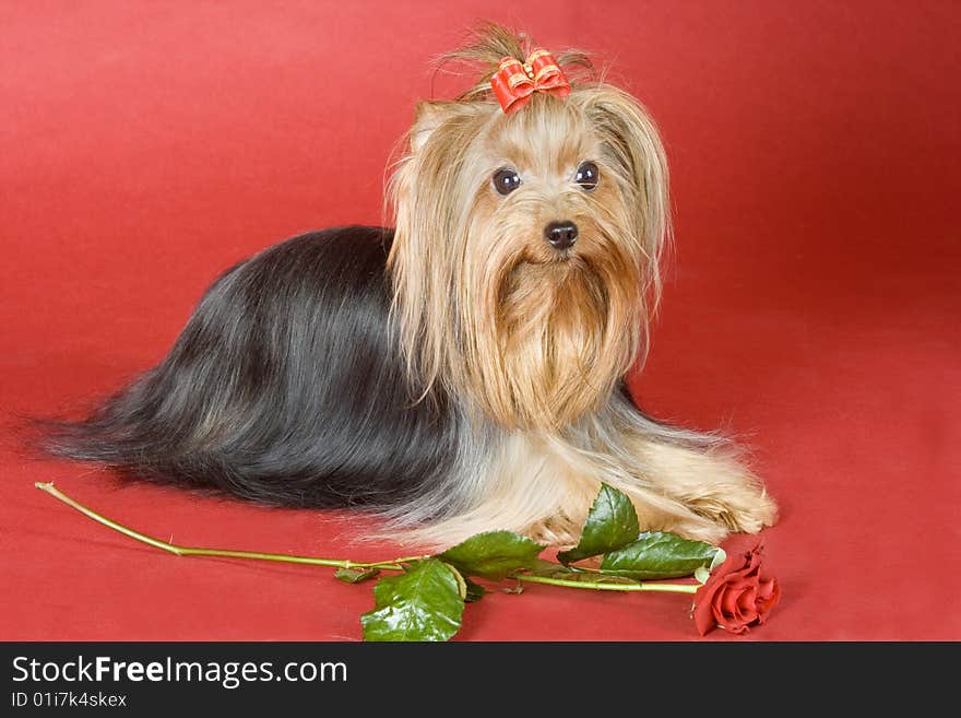 Yorkshire terrier on red background. Picture was taken in studio.