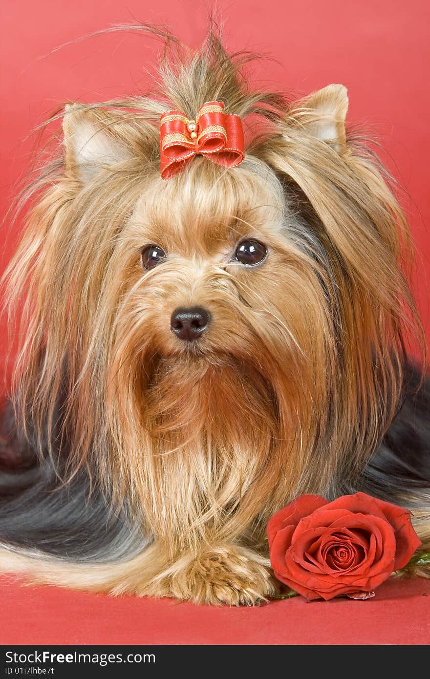 Yorkshire terrier on red background. Picture was taken in studio.