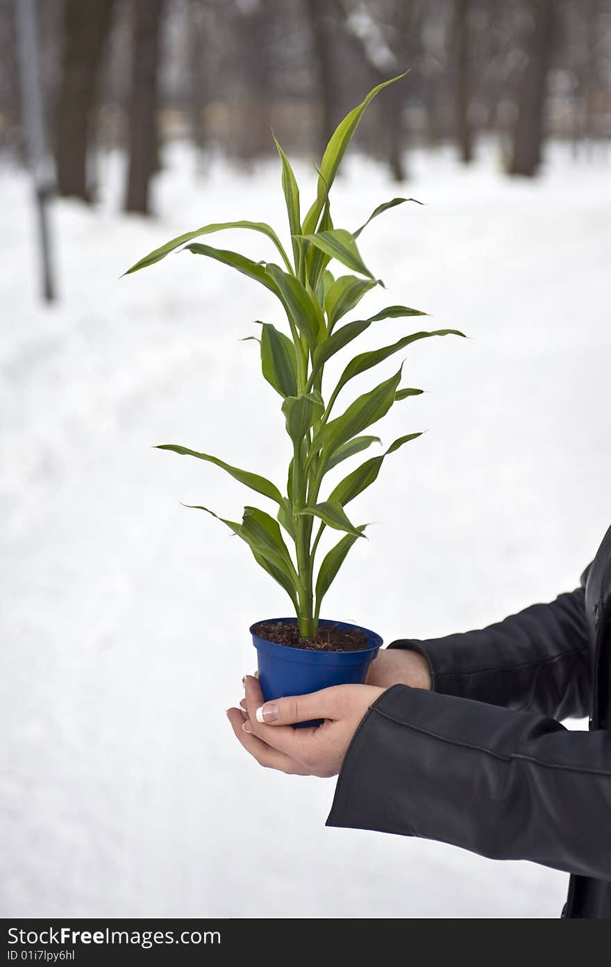 Green plant in good hands