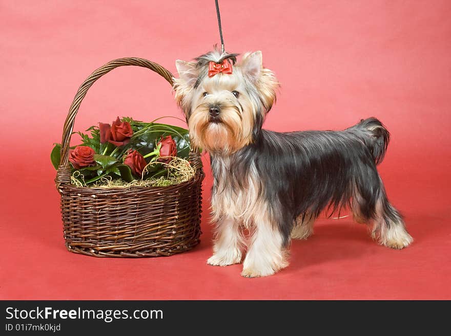 Yorkshire terrier on red background. Picture was taken in studio.