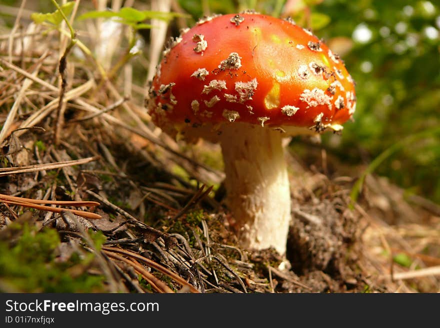 Small toadstool