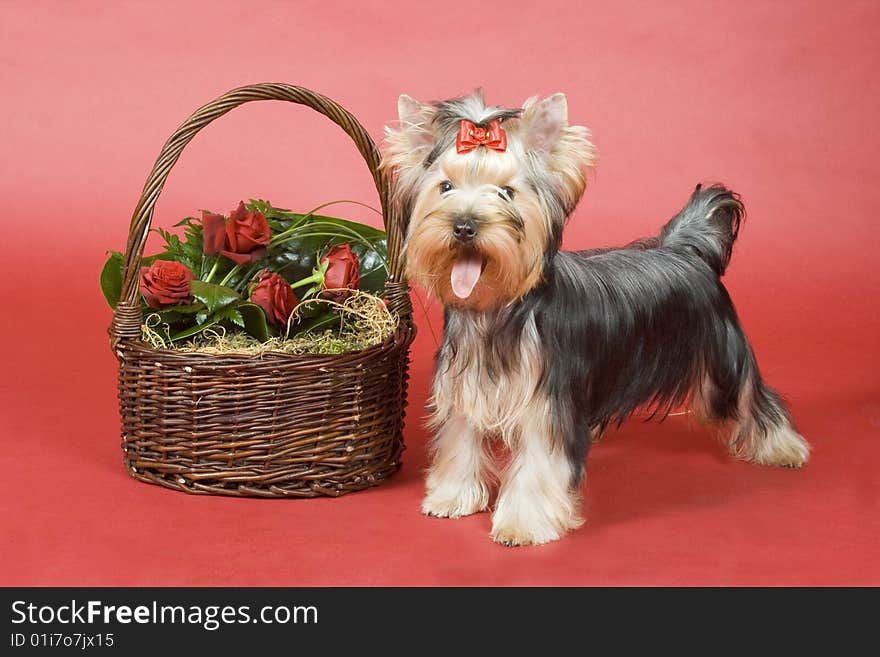 Yorkshire terrier on red background. Picture was taken in studio.