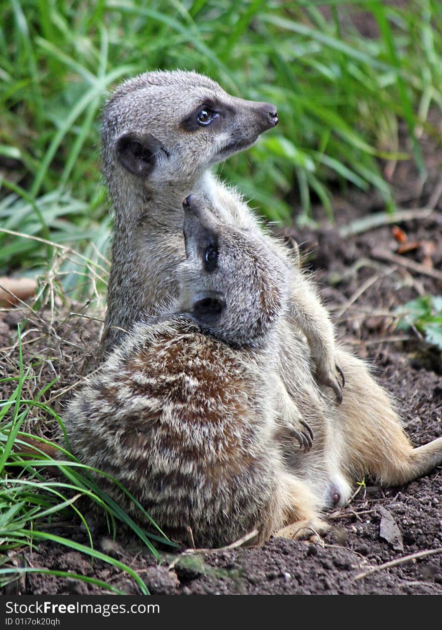 Meerkat Animal