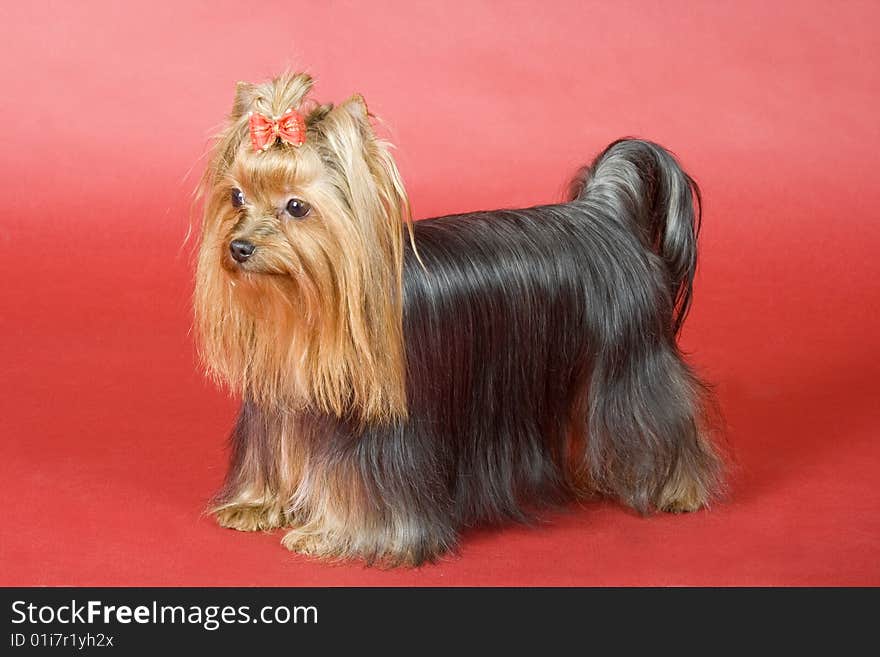 Yorkshire terrier on red background. Picture was taken in studio.