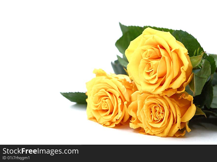 Three yellow roses. Isolated on a white background