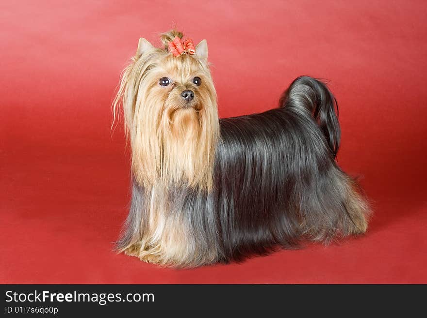 Yorkshire terrier on red background. Picture was taken in studio.