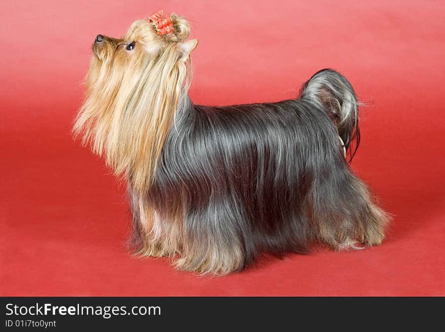 Yorkshire terrier on red background. Picture was taken in studio.