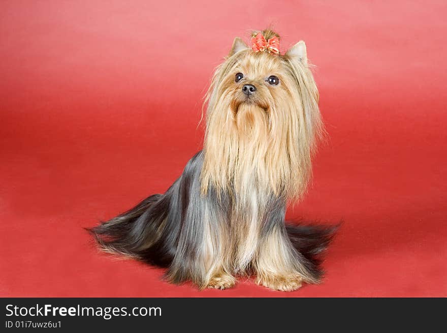 Yorkshire terrier on red background. Picture was taken in studio.