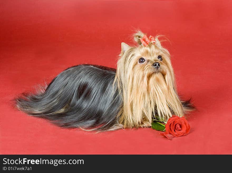 Yorkshire terrier on red background. Picture was taken in studio.