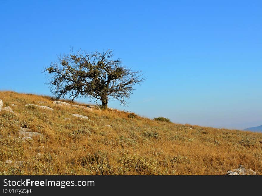 Single tree on island hill, Croatia