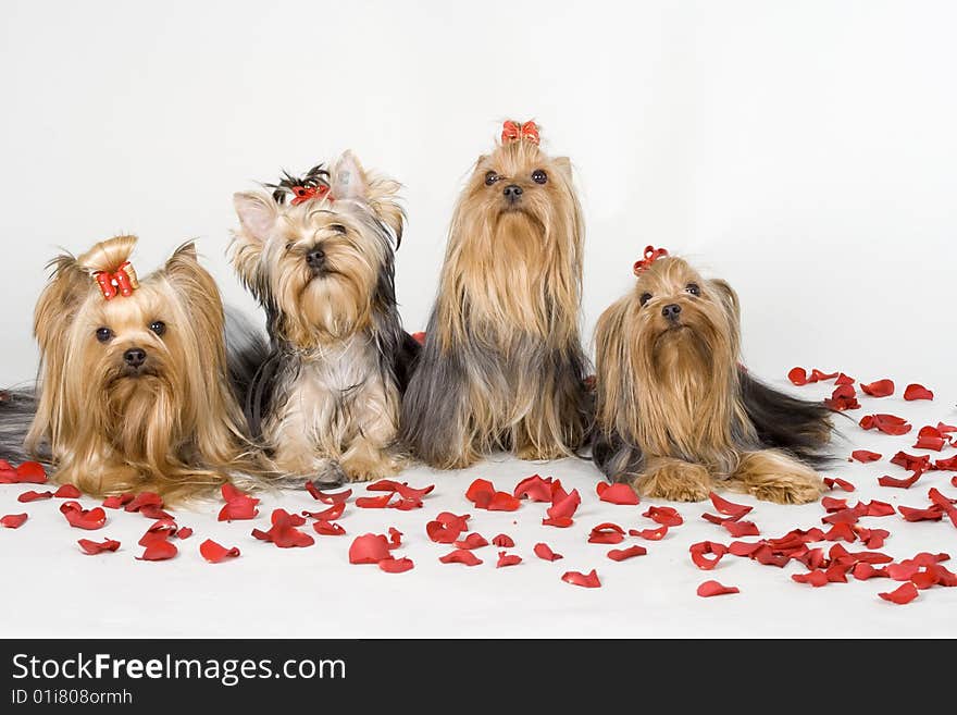 Yorkshire terriers on white background. Picture was taken in studio.