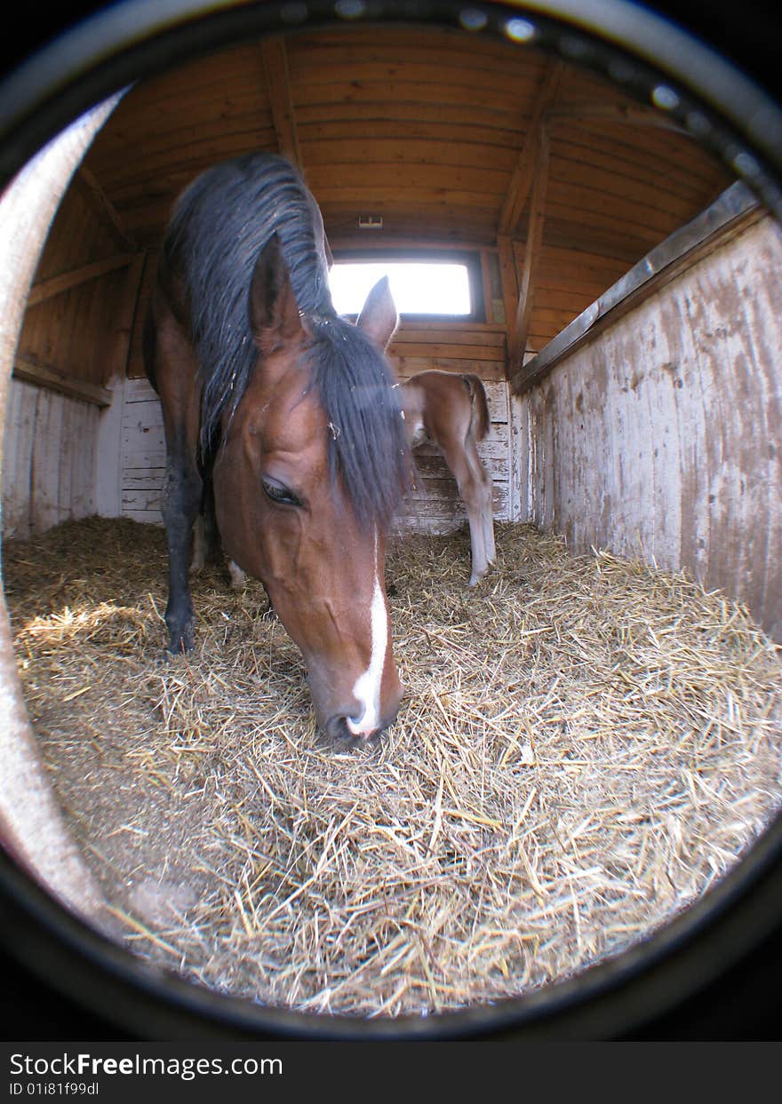 Arabian horse with foal in box