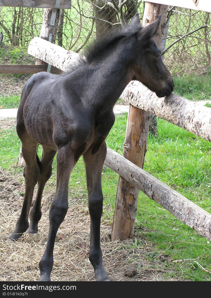 Arabian horse (foal) in box