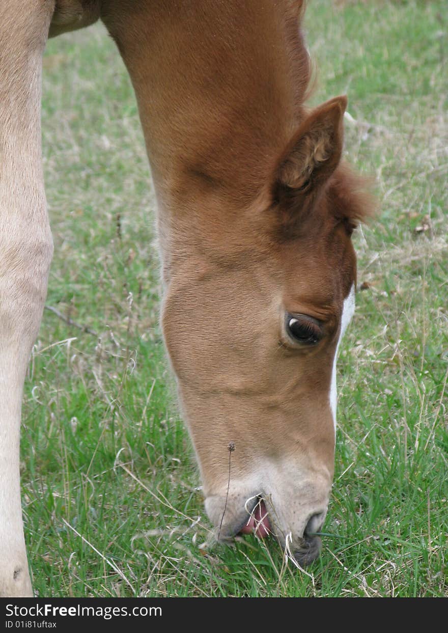 Arabian horse (foal) on grass