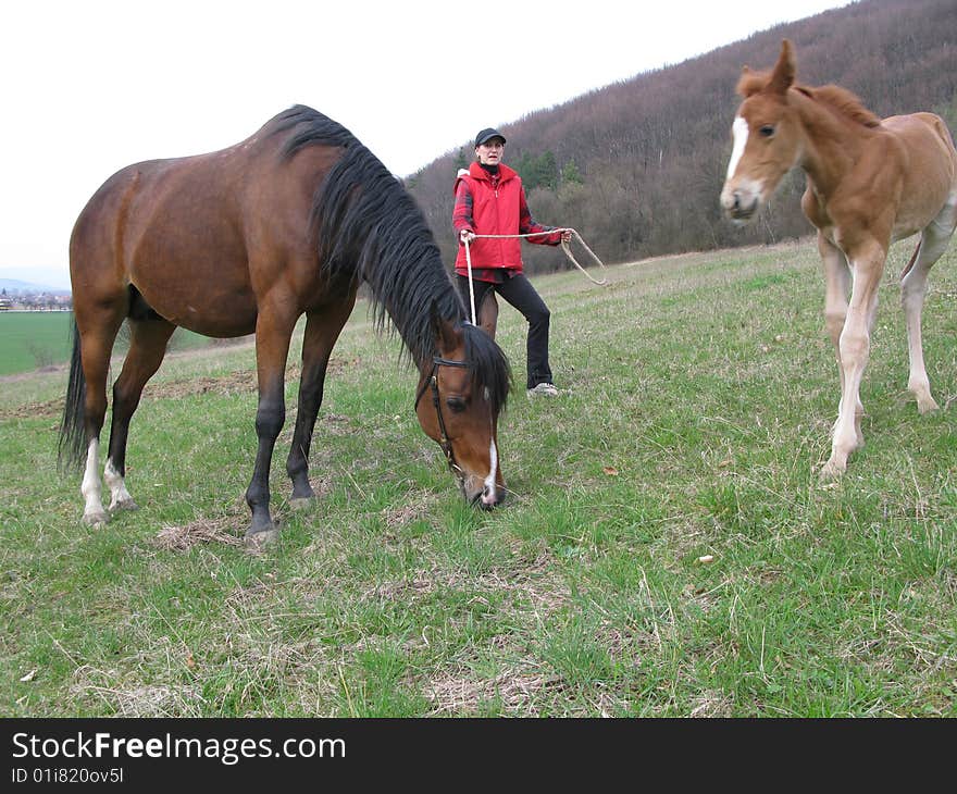 Horse with a foal and trainer