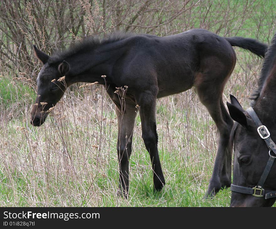 Arabian horse (foal) on grass