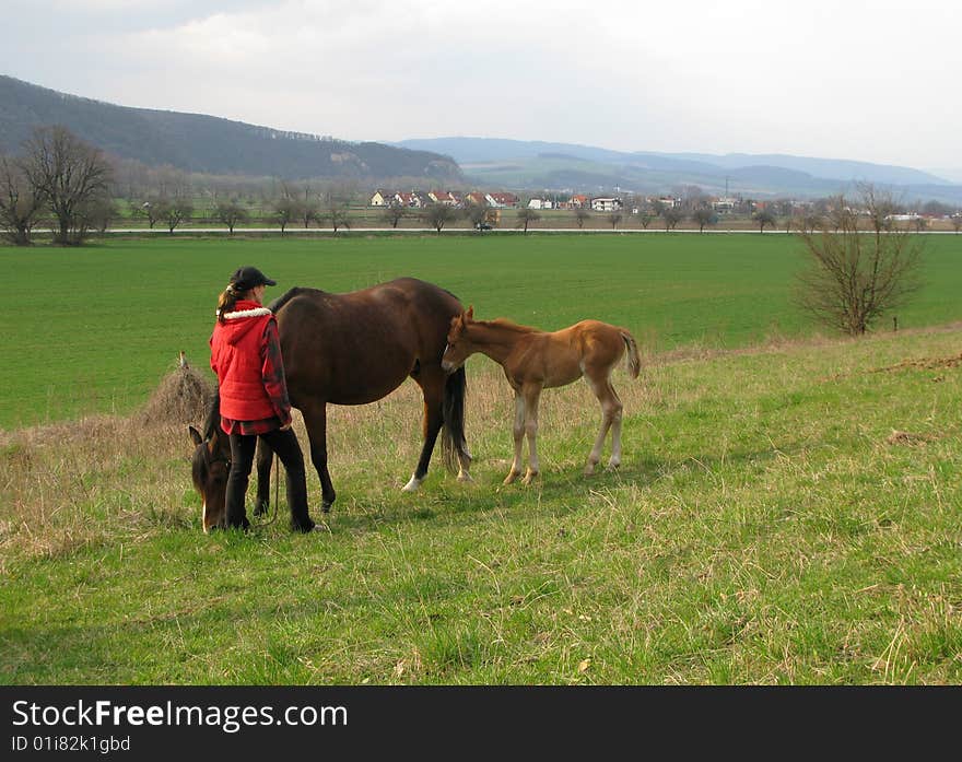 Horse with a foal and trainer