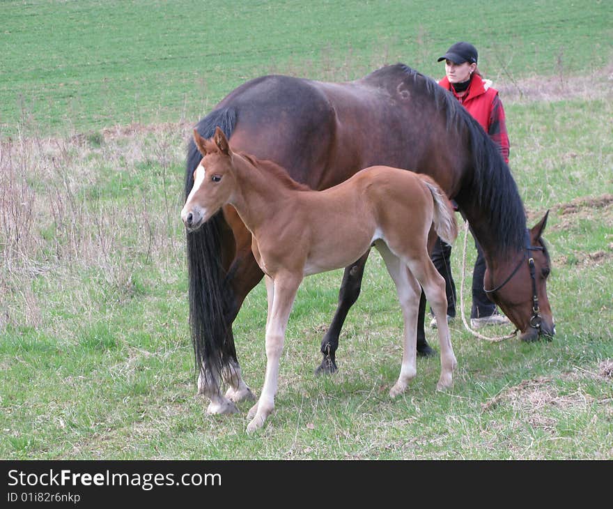 Horse with a foal and trainer