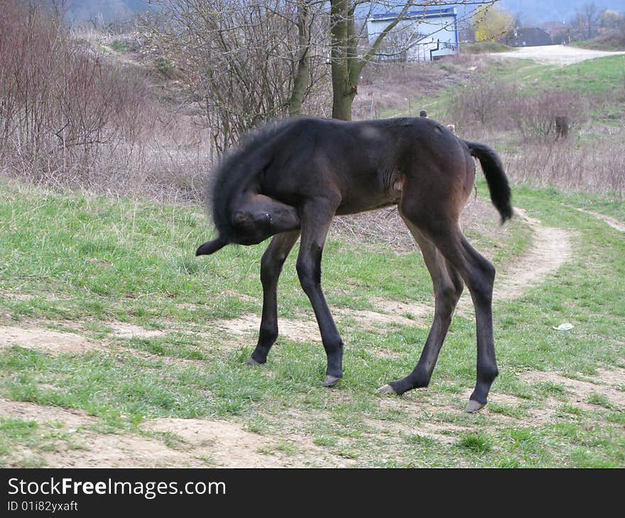 Arabian horse (foal) on grass