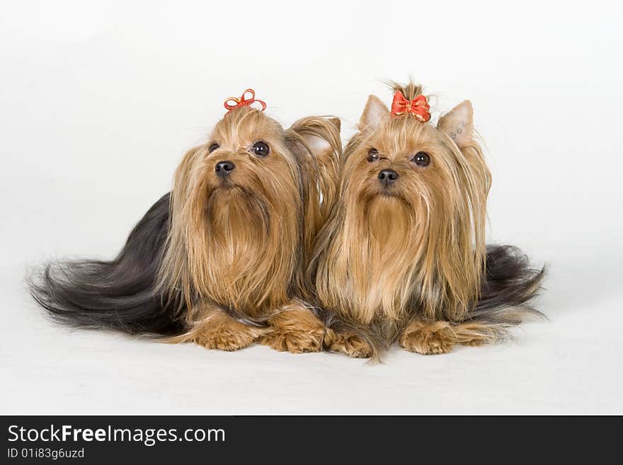 Yorkshire terriers on white background. Picture was taken in studio.