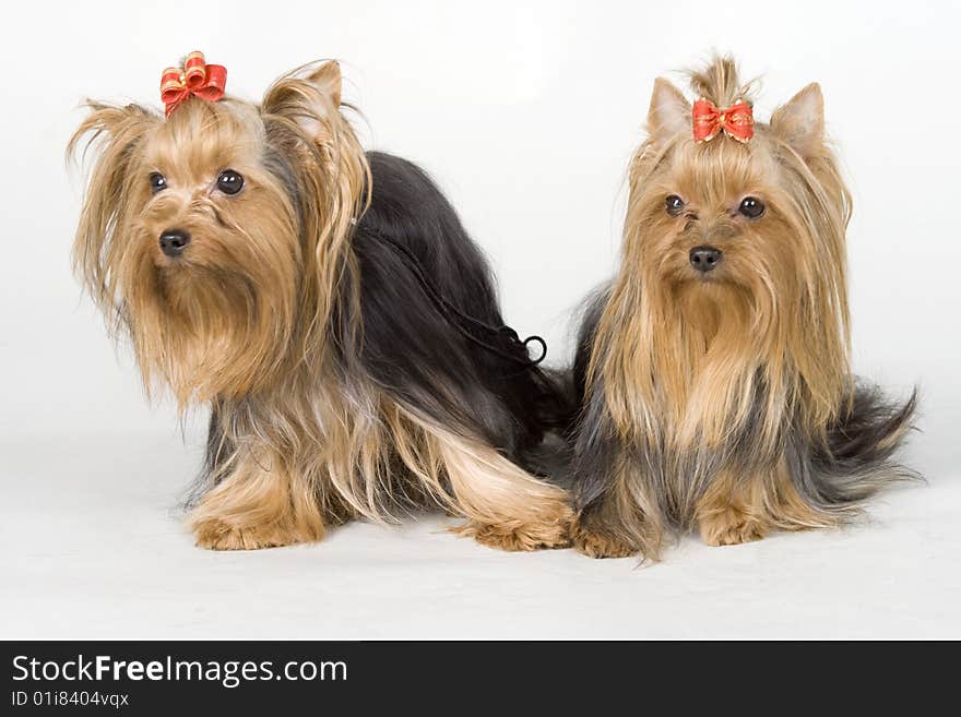 Yorkshire terriers on white background. Picture was taken in studio.