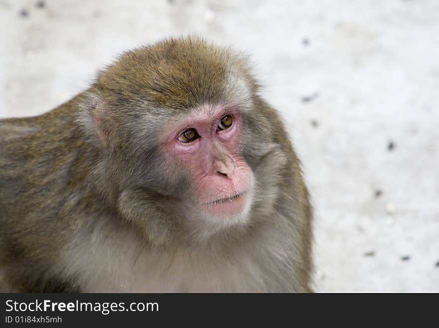 Macaca fuscata grey japanese monkey