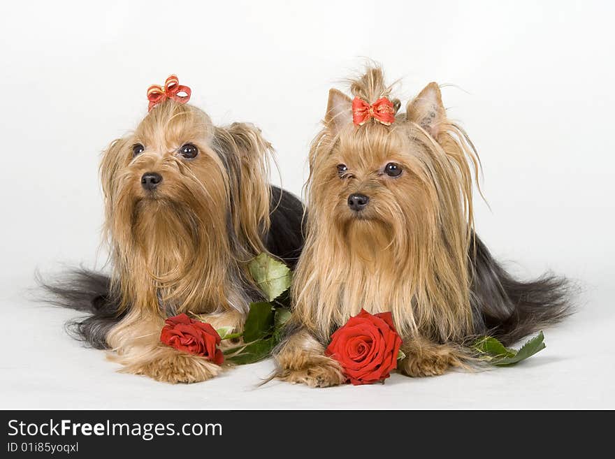 Yorkshire terriers on white background. Picture was taken in studio.