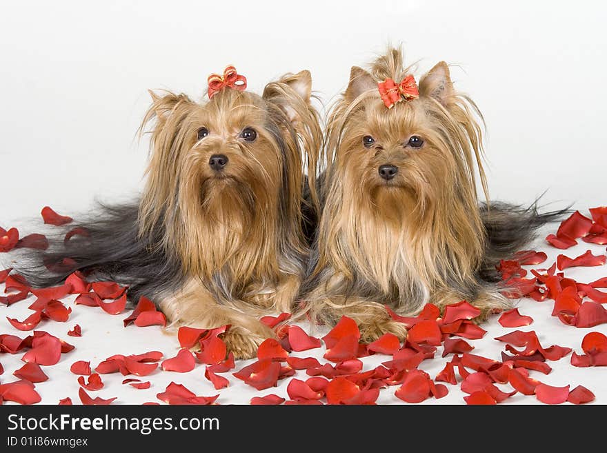 Yorkshire terriers on white background. Picture was taken in studio.