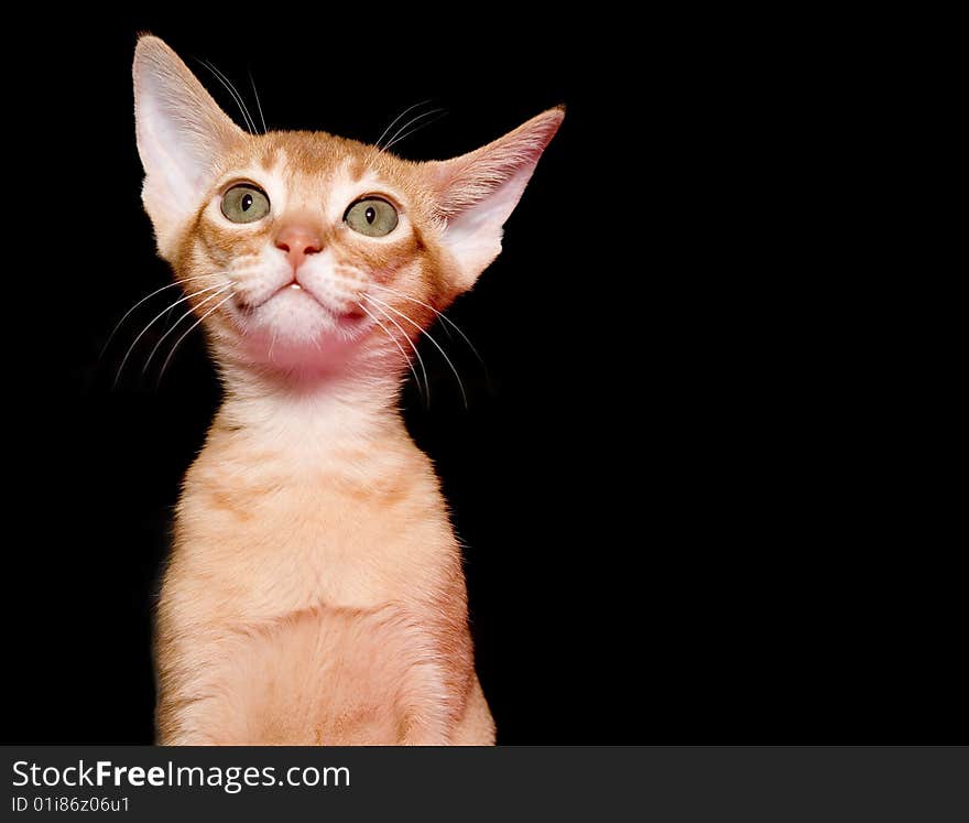 Abyssinian kitten