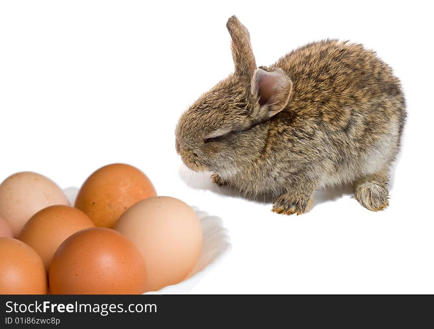 Bunny and easter eggs, isolated on white