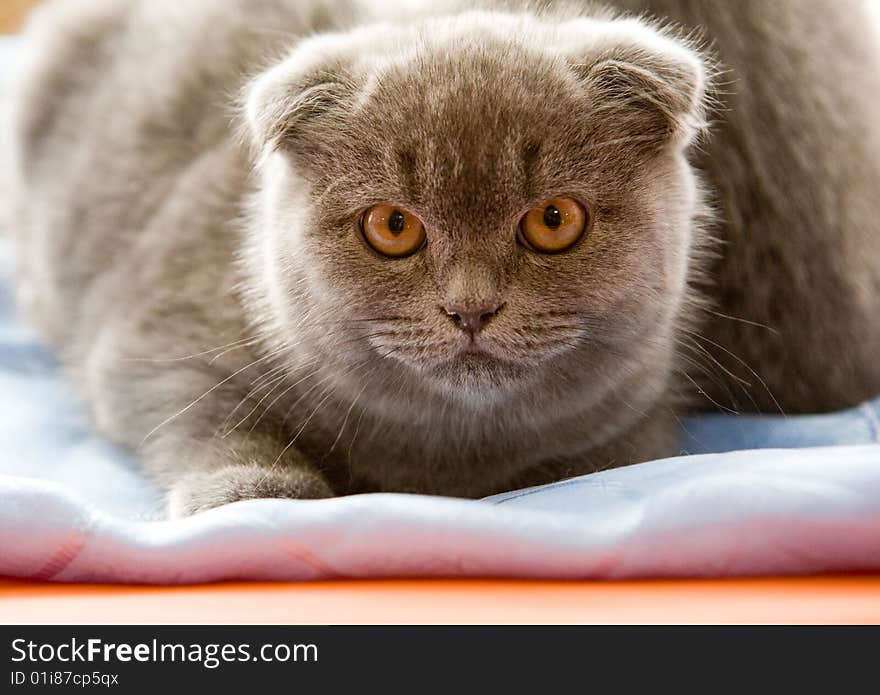 Scottish fold cat