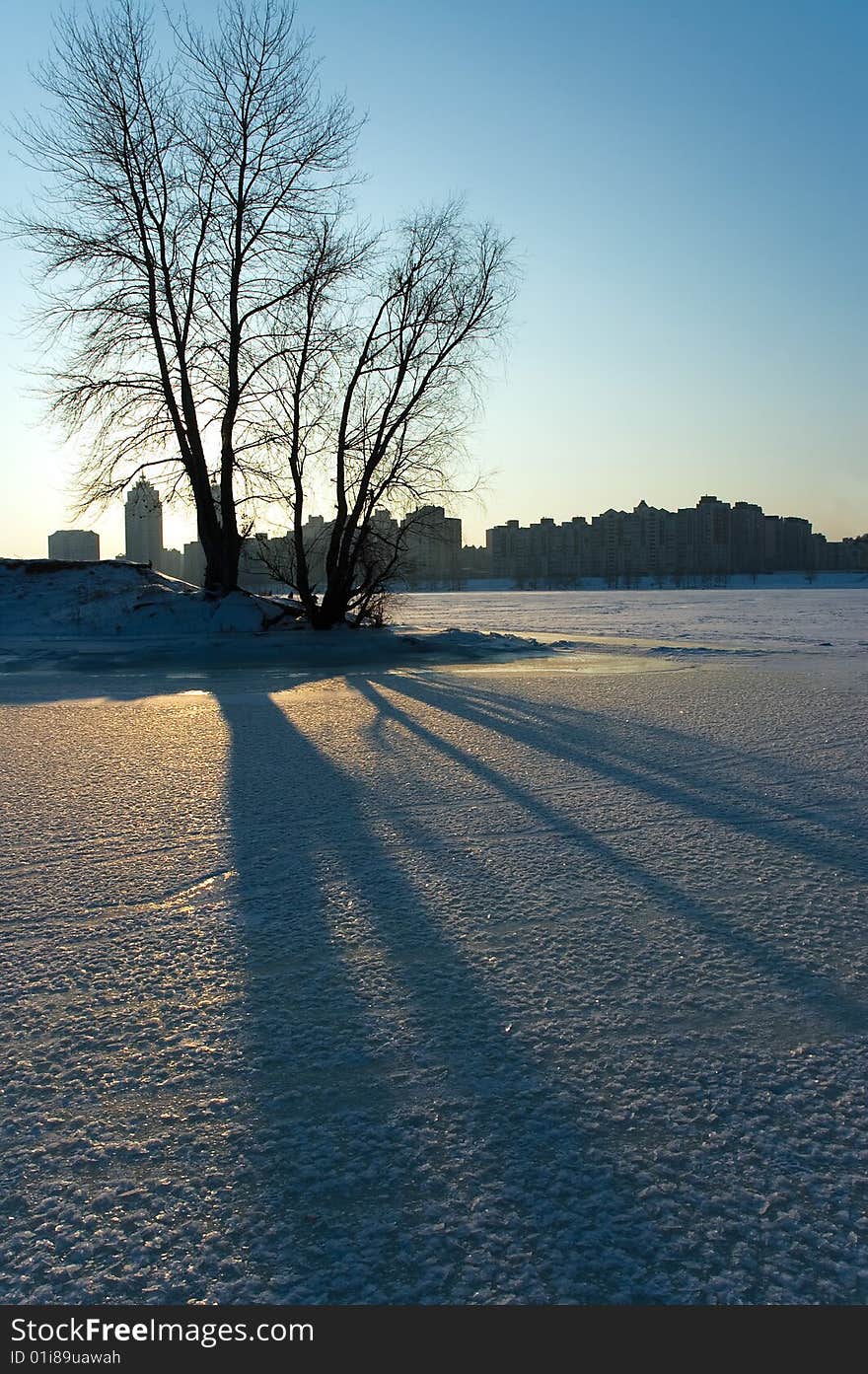 Shadow from a tree