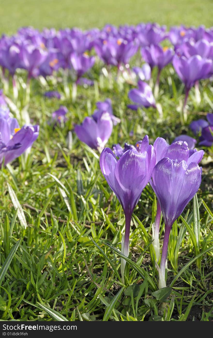 Crocuses