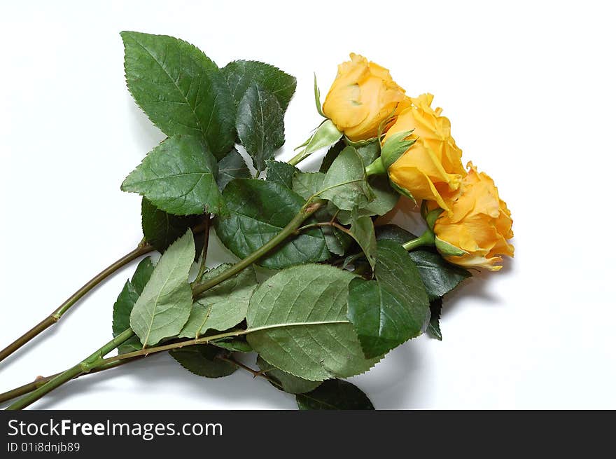 Three yellow roses. Isolated on a white background